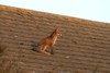 fox_roof_0204077840.jpg