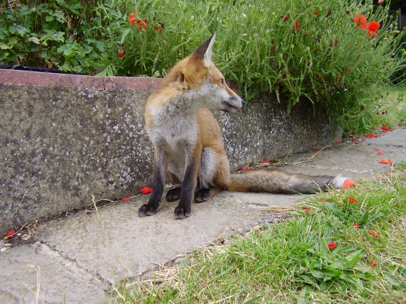 Fox Cub sitting