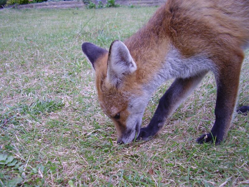 Fox Cub grubbing