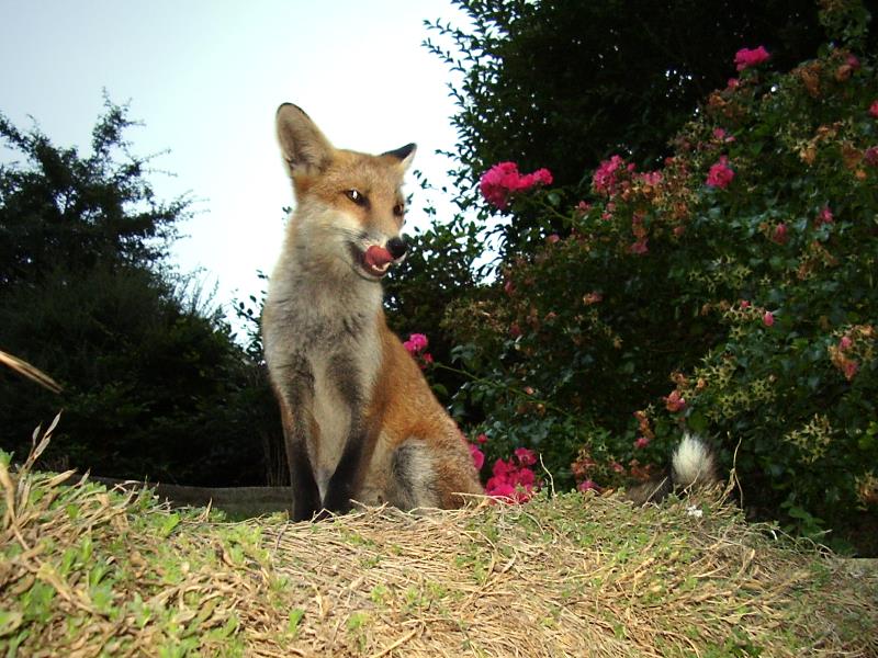 Fox cub and roses