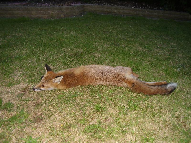 Fox cub on lawn