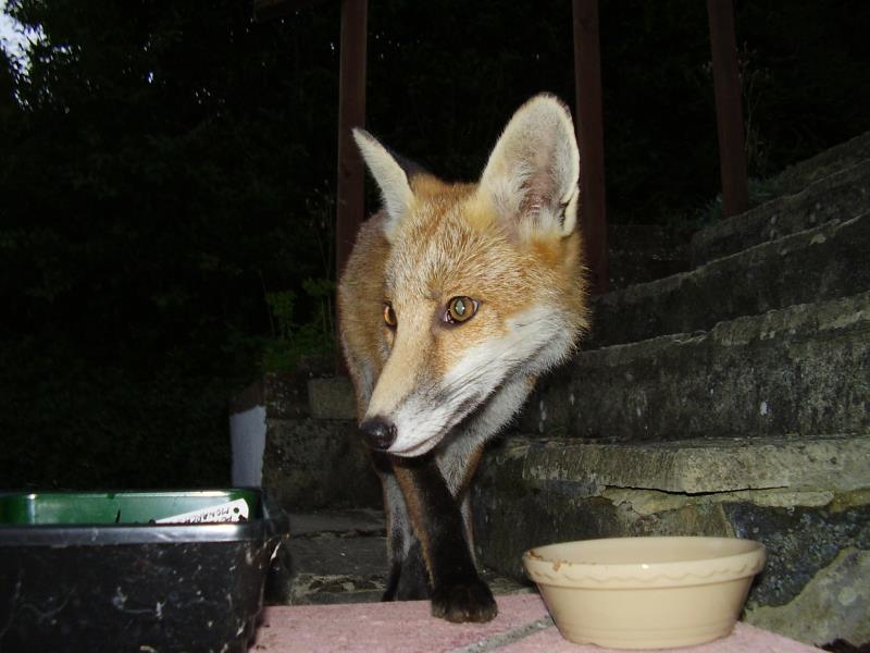 Fox cub and bowl