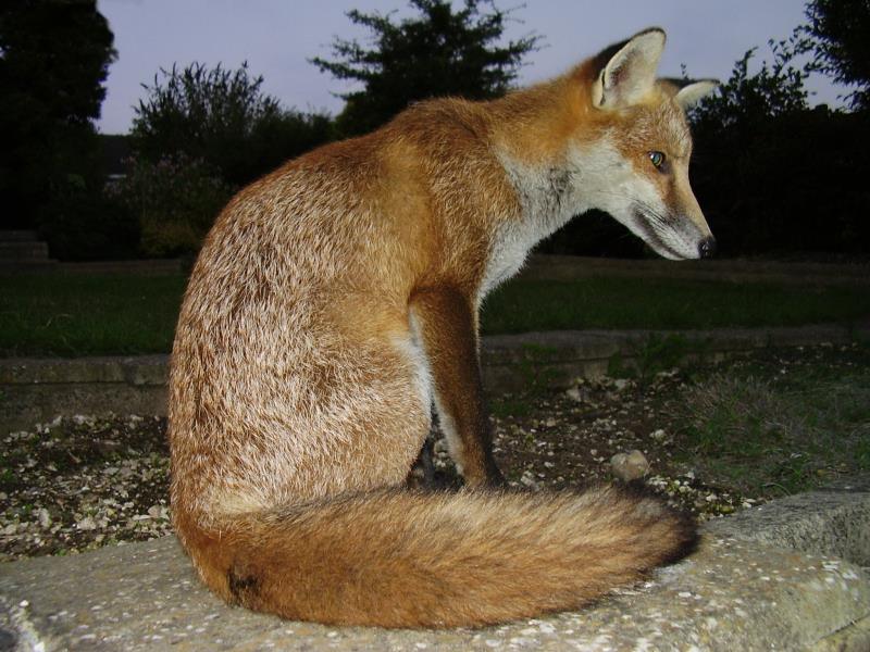 Fox cub sitting 2