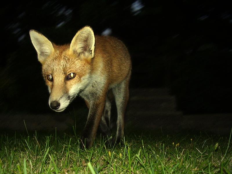Fox cub portrait 6