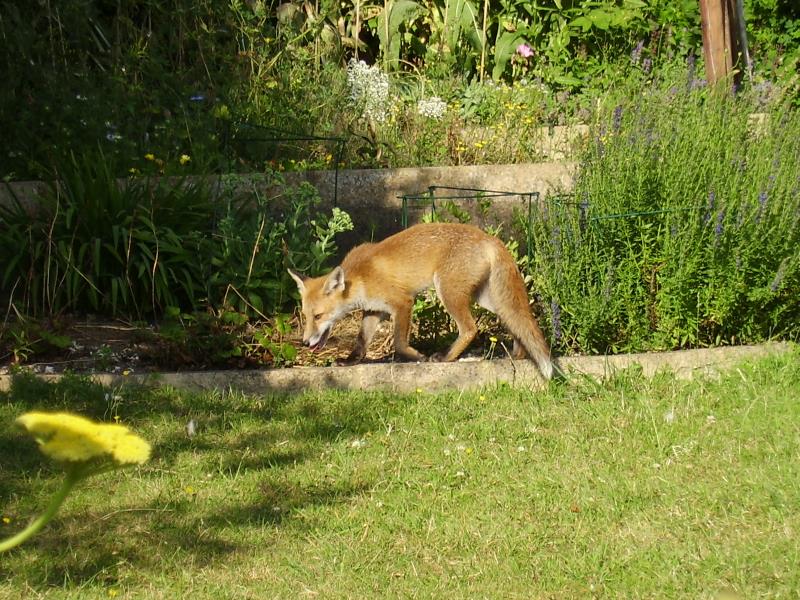 Fox cub walking