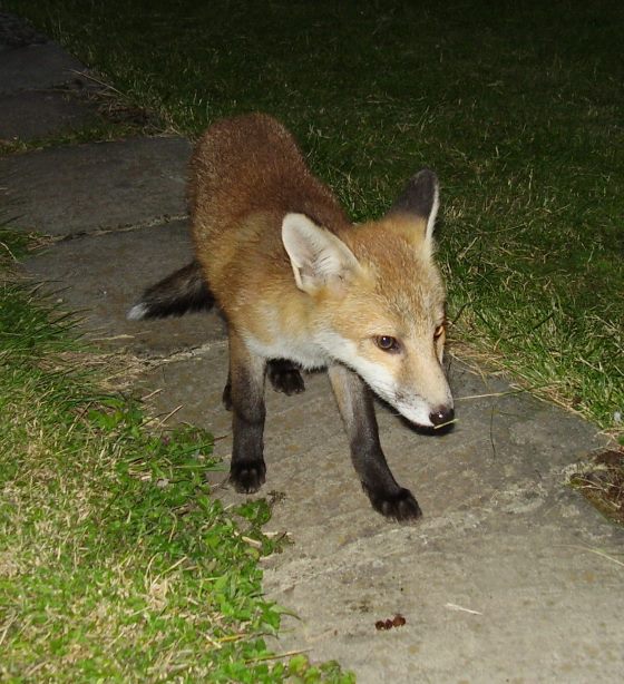Fox Cub- Wipe my nose