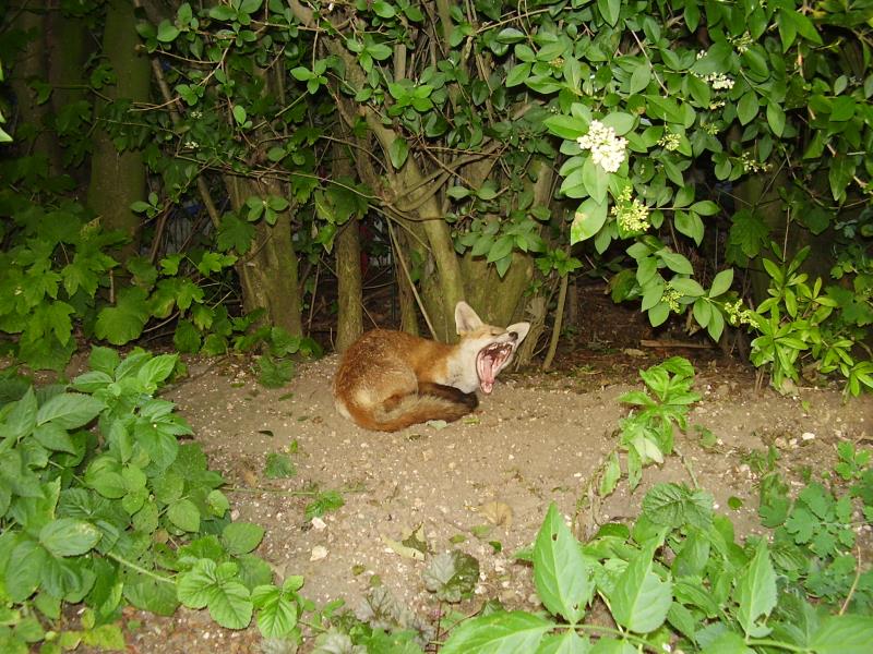 Fox cub yawn