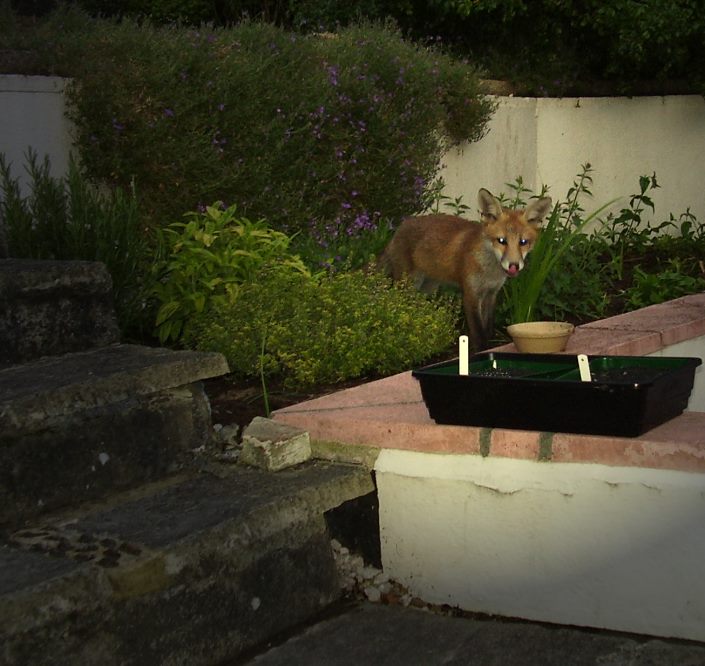 Fox Cub by seedtray