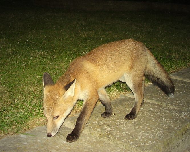 Fox Cub close-up