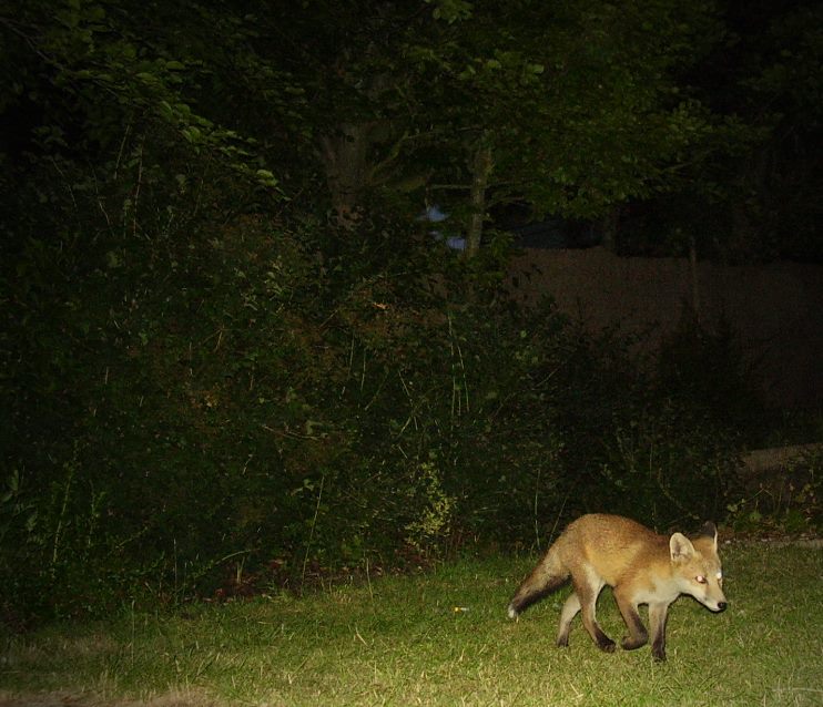 Fox Cub trotting