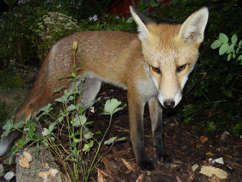 Fox cub close-up