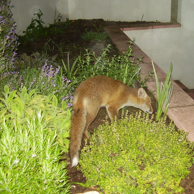 Fox Cub in shrubs