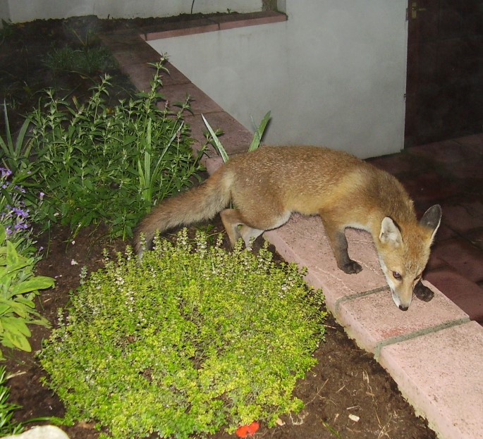 Fox Cub in shrubs 2