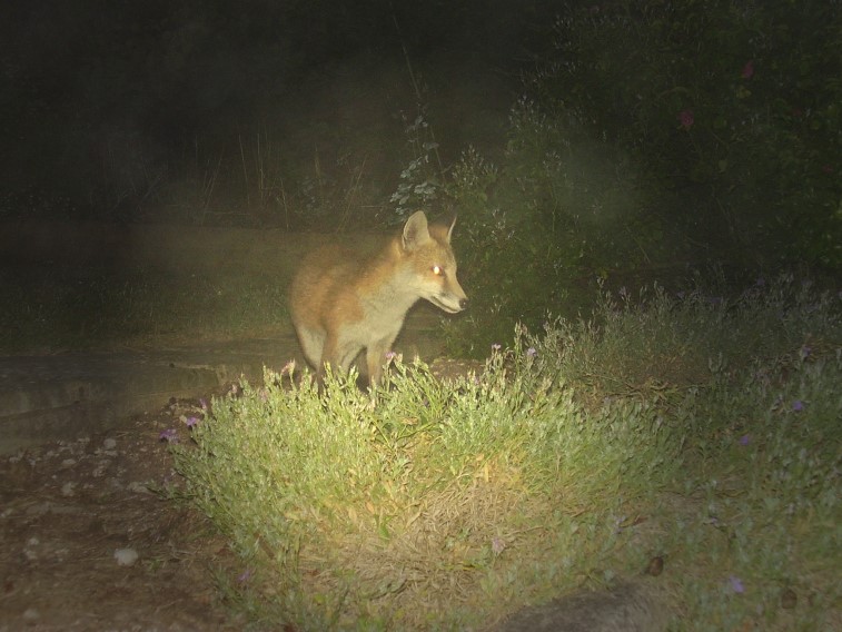 Fox Cub at night 2