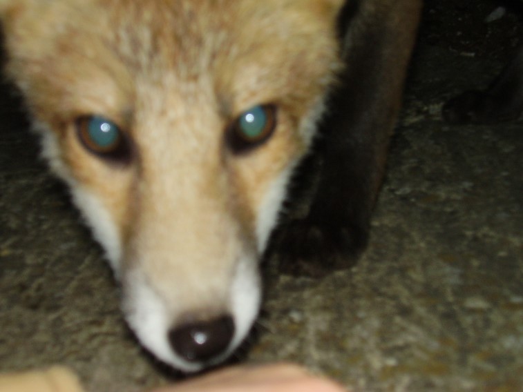 Fox Cub sniffing hand