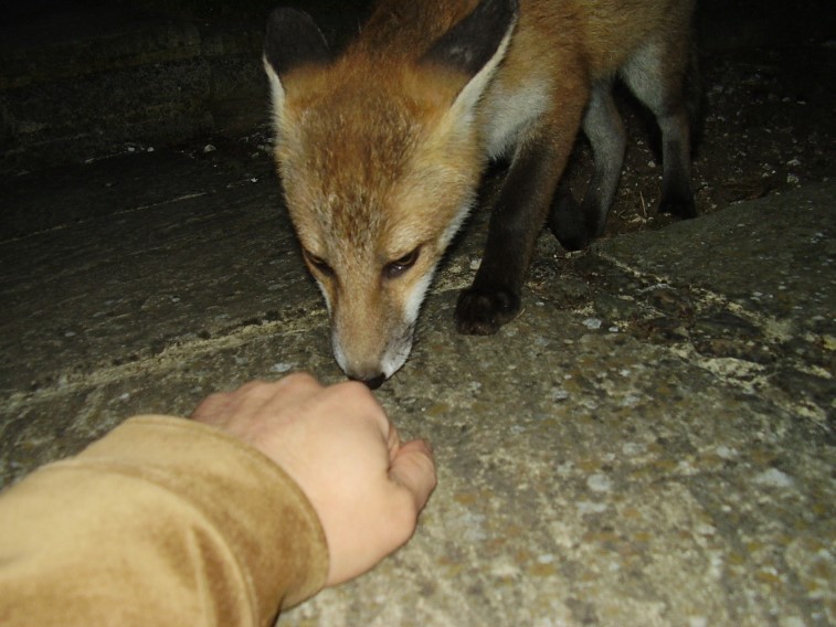 Fox Cub sniffing hand 2