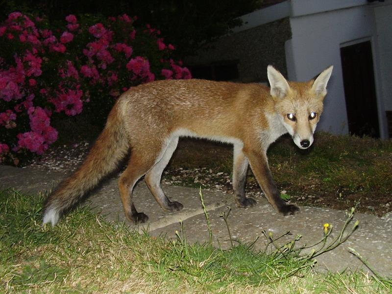 Fox cub standing