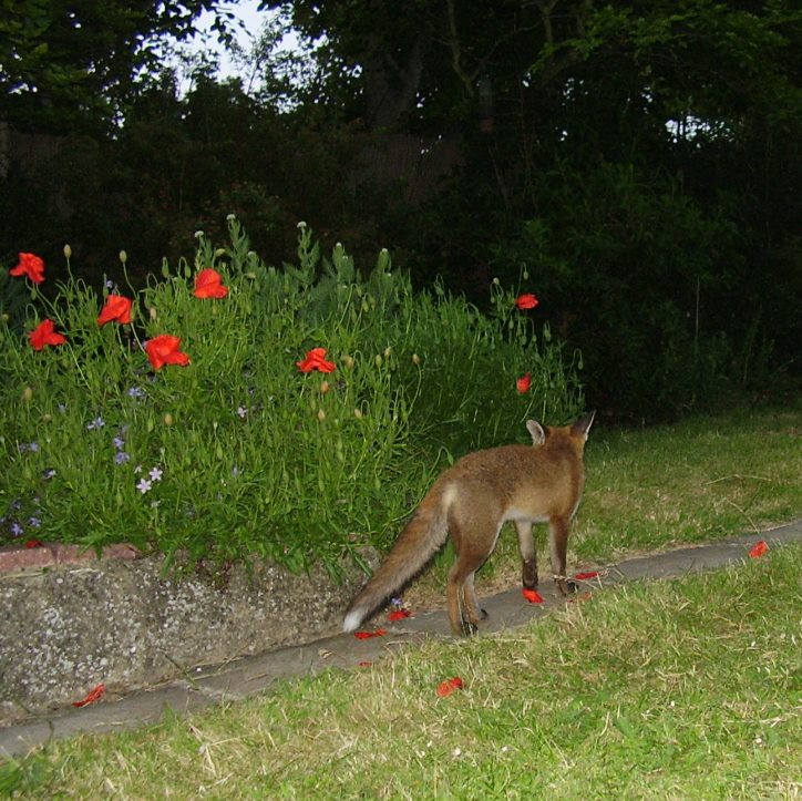 Fox Cub and poppies
