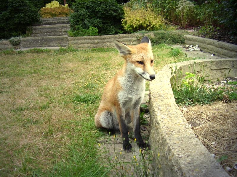 Fox cub sitting 3
