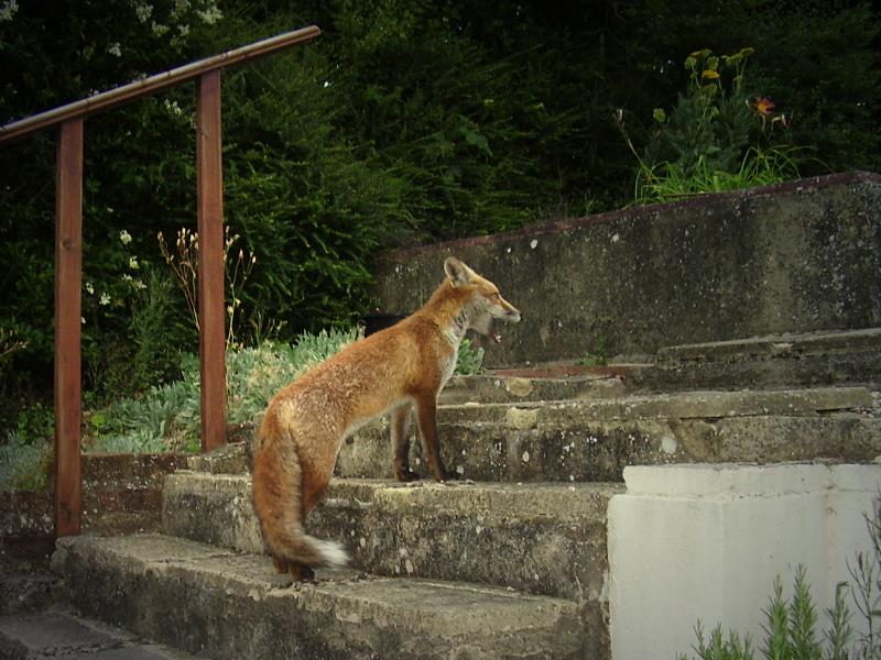 Fox cub on steps 2