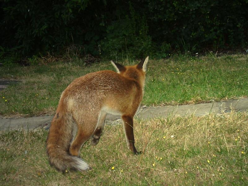 Fox cub turning away