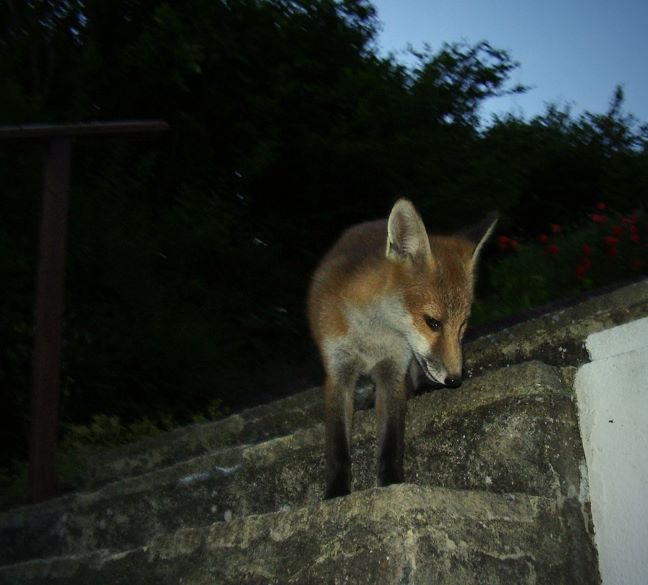 Fox Cub on steps 2