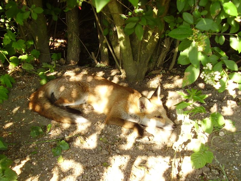 Fox cub in the sun 2