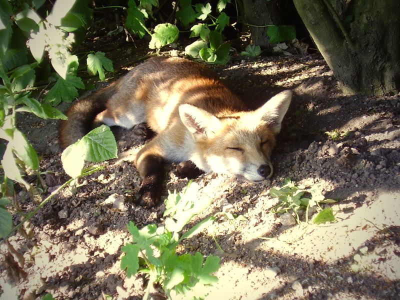 Fox cub in the sun 3