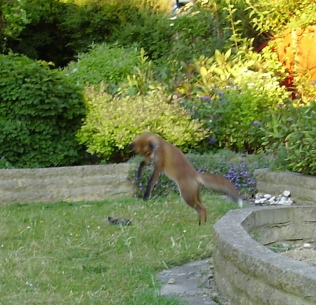 Fox Cub leaping