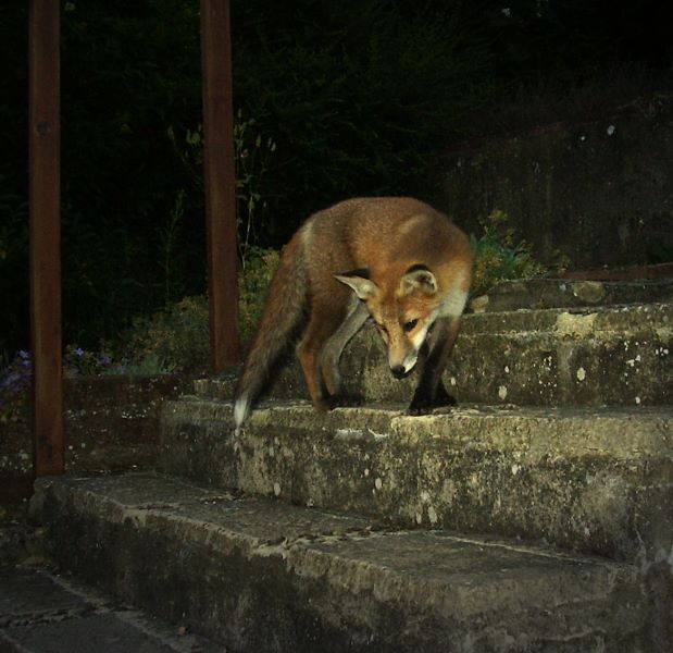 Fox Cub on steps