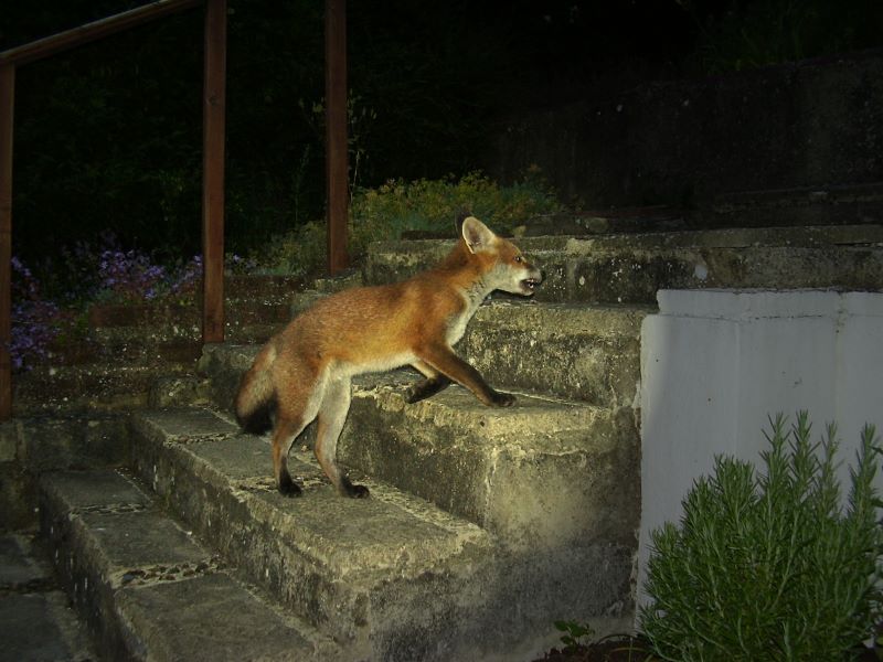 Fox Cub on steps 2