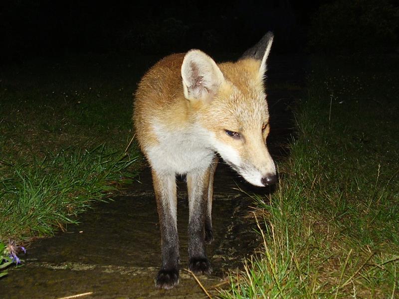 Fox cub on  a wet night