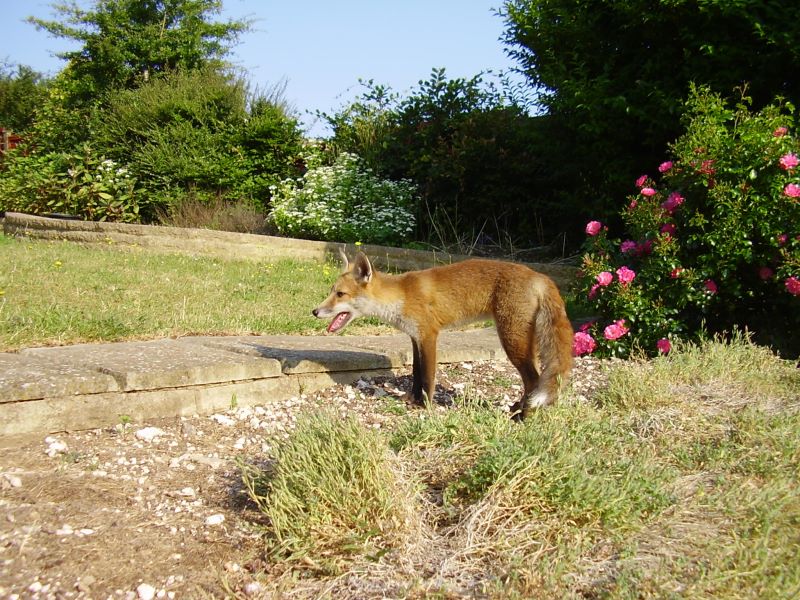 Fox Cub and roses