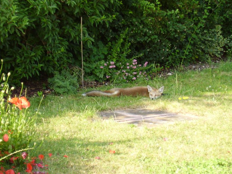 Fox Cub sunbathing 3