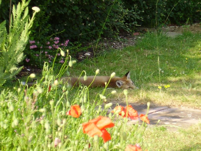 Fox Cub sunbathing 4