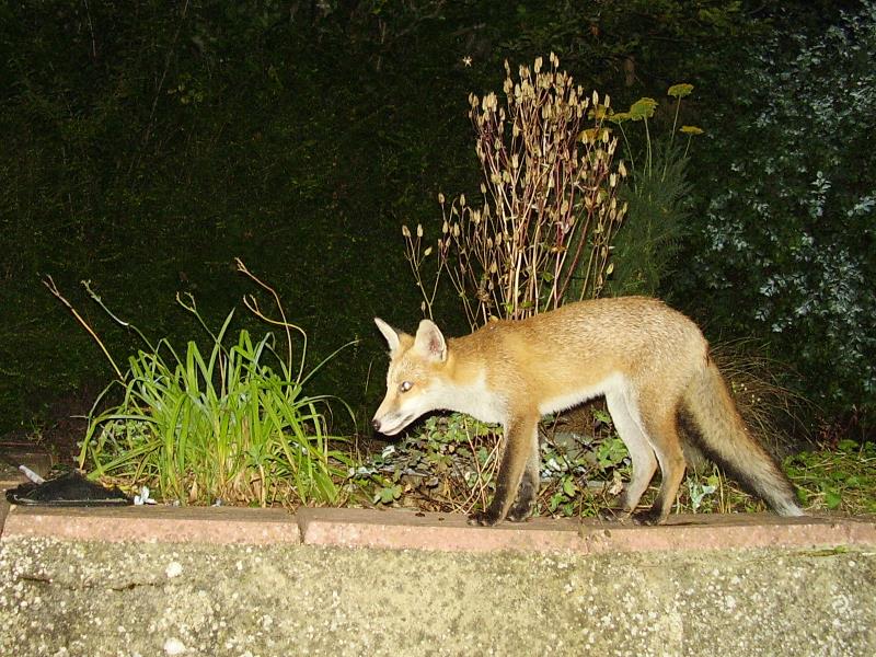Fox cub on  wall