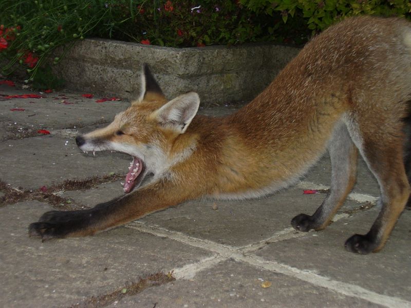 Fox cub stretching