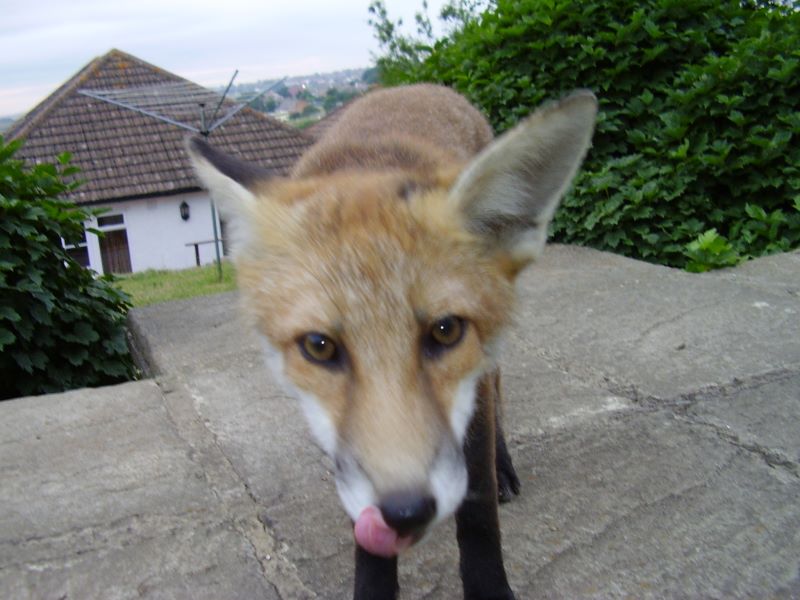 Fox cub close-up