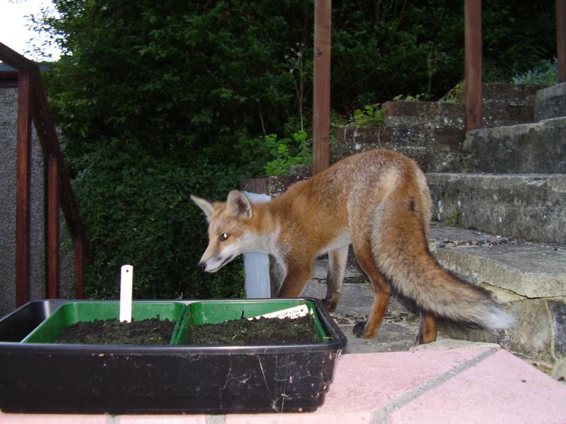Fox cub on steps