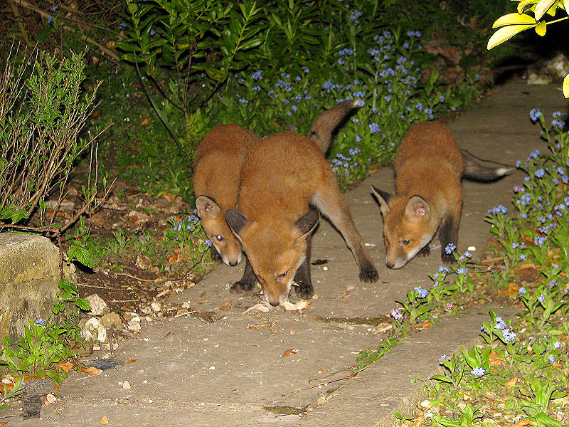 Three Fox Cubs