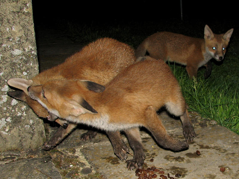 Fox Cubs fighting