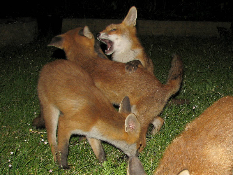 Fox cub 