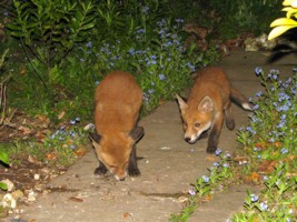 two young fox cubs