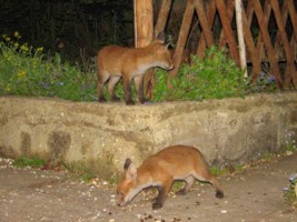 young fox cubs
