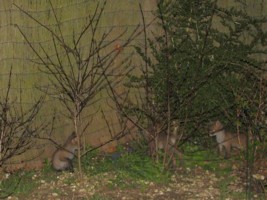 three young fox cubs
