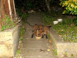 three fox cubs