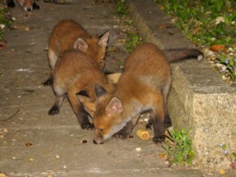 three fox cubs