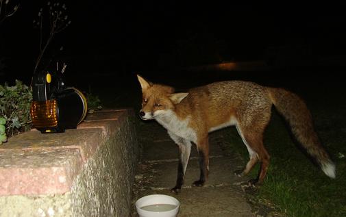 fox with torch