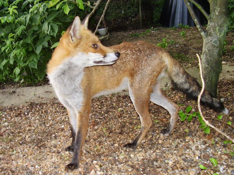 Fox pose