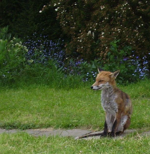 fox resting 2